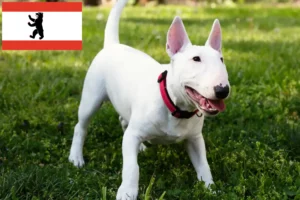 Read more about the article Criadores de Bull Terrier miniatura e cachorros em Berlim