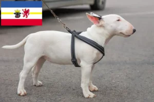 Read more about the article Criadores de Bull Terrier Miniatura e cachorros em Mecklenburg-Vorpommern