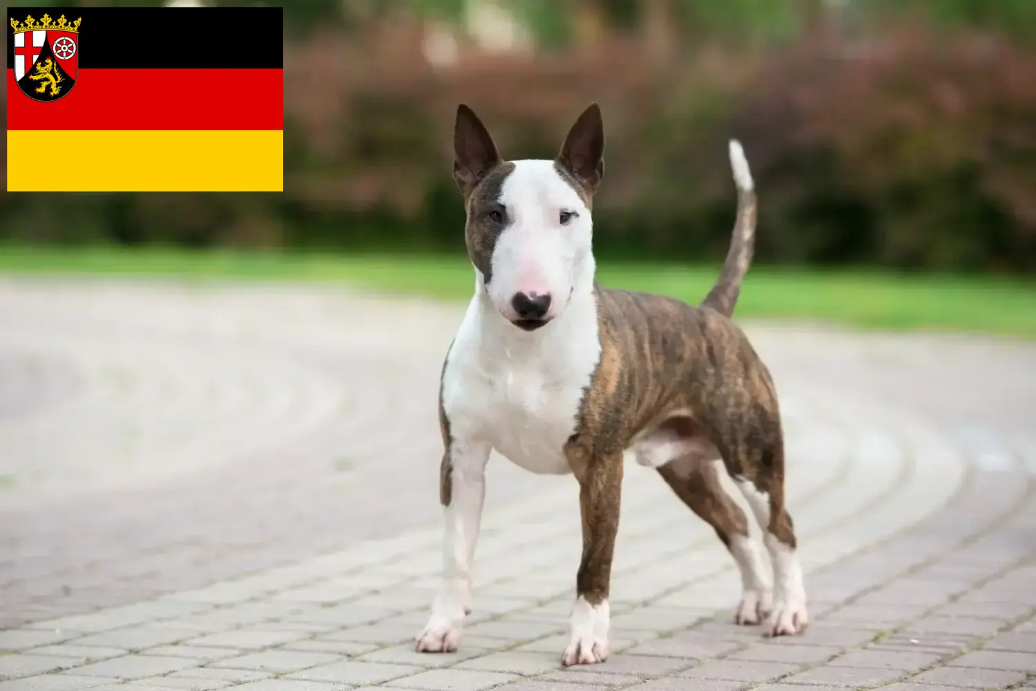 Read more about the article Criadores de Bull Terrier Miniatura e cachorros em Renânia-Palatinado