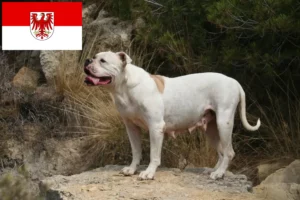 Read more about the article Criadores de Bulldog Americano e cachorros em Brandenburg