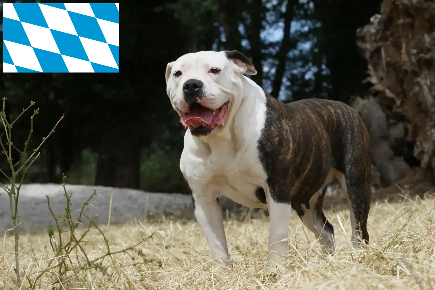 Bulldog americano cachorros e criadores Bavaria Aqui pode encontrar criadores de American Bulldogs na Baviera.