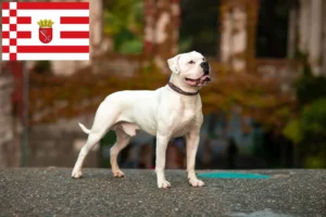 Read more about the article Criadores de Bulldog Americano e cachorros em Bremen