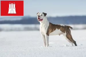 Read more about the article Criadores de Bulldog Americano e cachorros em Hamburgo