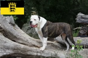 Read more about the article Criadores de American Bulldog e cachorros em Baden-Württemberg