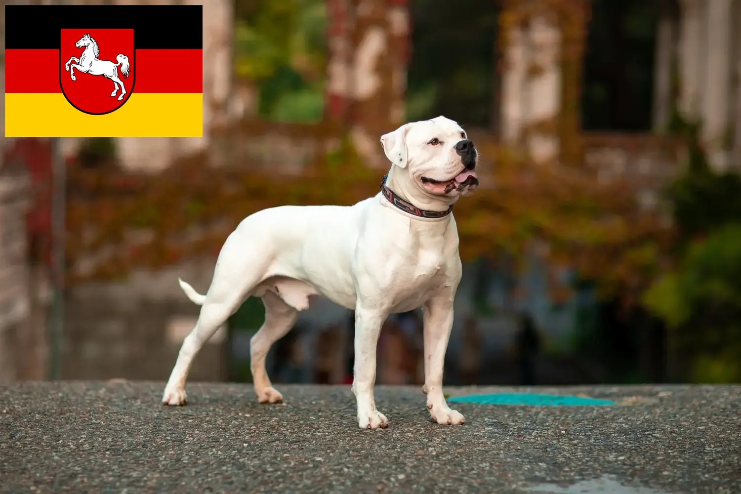 Bulldog americano cachorros e criadores Baixa Saxónia Aqui pode encontrar criadores de American Bulldogs na Baixa Saxónia.