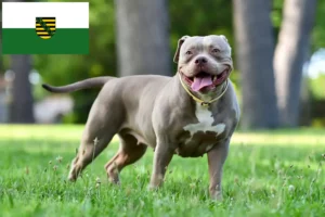 Read more about the article Criadores de American Bulldog e cachorros em Saxónia