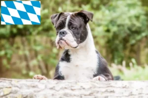 Read more about the article Criadores de Bulldog Continental e cachorros na Baviera
