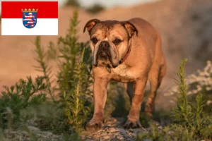 Read more about the article Criadores de Bulldog Continental e cachorros em Hessen