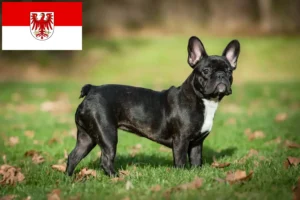 Read more about the article Criadores de Bulldog Francês e cachorros em Brandenburg