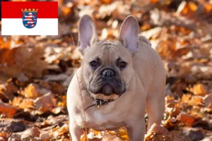 Read more about the article Criadores de Bulldog Francês e cachorros em Hessen