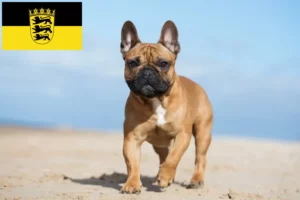 Read more about the article Criadores de Bulldog Francês e cachorros em Baden-Württemberg