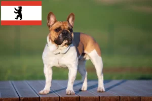 Read more about the article Criadores de Bulldog Francês e cachorros em Berlim