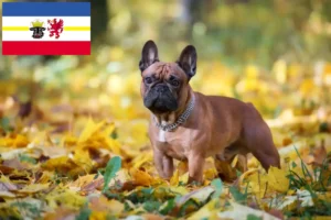 Read more about the article Criadores de Bulldog Francês e cachorros em Mecklenburg-Vorpommern