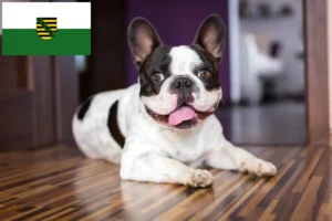 Read more about the article Criadores de Bulldog Francês e cachorros em Saxónia