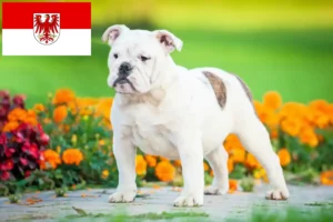 Read more about the article Criadores de Bulldog Inglês e cachorros em Brandenburg