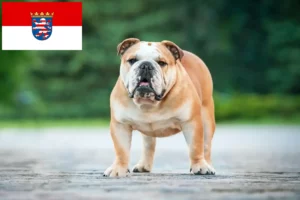 Read more about the article Criadores de Bulldog Inglês e cachorros em Hessen