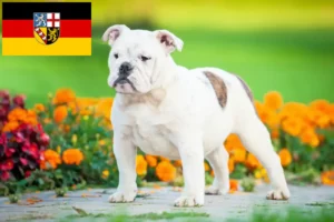 Read more about the article Criadores de Bulldog Inglês e cachorros em Saarland