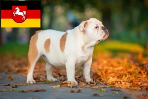 Read more about the article Criadores de Bulldog Inglês e cachorros na Baixa Saxónia