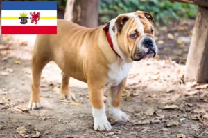 Read more about the article Criadores de Bulldog Inglês e cachorros em Mecklenburg-Vorpommern