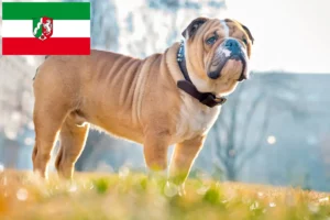 Read more about the article Criadores de Bulldog Inglês e cachorros na Renânia do Norte-Vestefália