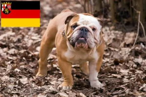 Read more about the article Criadores de Bulldog Inglês e cachorros em Rhineland-Palatinate