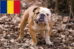 Read more about the article Criadores de Bulldog Inglês e cachorros em Roménia