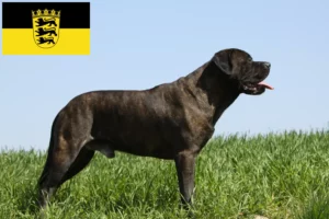 Read more about the article Criadores de Bullmastiff e cachorros em Baden-Württemberg