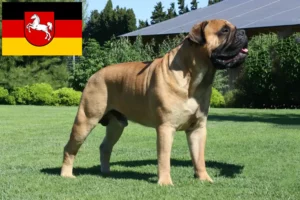 Read more about the article Criadores de Bullmastiff e cachorros na Baixa Saxónia
