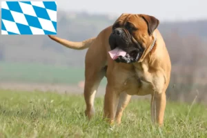Read more about the article Criadores de Bullmastiff e cachorros em Bavaria