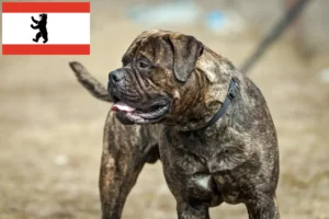 Read more about the article Criadores de Bullmastiff e cachorros em Berlim