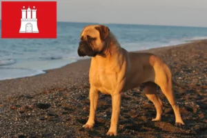 Read more about the article Criadores de Bullmastiff e cachorros em Hamburgo