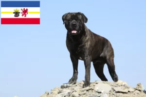 Read more about the article Criadores de Bullmastiff e cachorros em Mecklenburg-Vorpommern