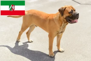 Read more about the article Criadores de Bullmastiff e cachorros na Renânia do Norte-Vestefália