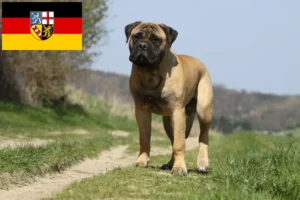Read more about the article Criadores de Bullmastiff e cachorros em Saarland