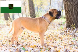 Read more about the article Criadores de Bullmastiff e cachorros em Saxónia