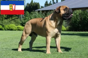 Read more about the article Criadores de Bullmastiff e cachorros em Schleswig-Holstein