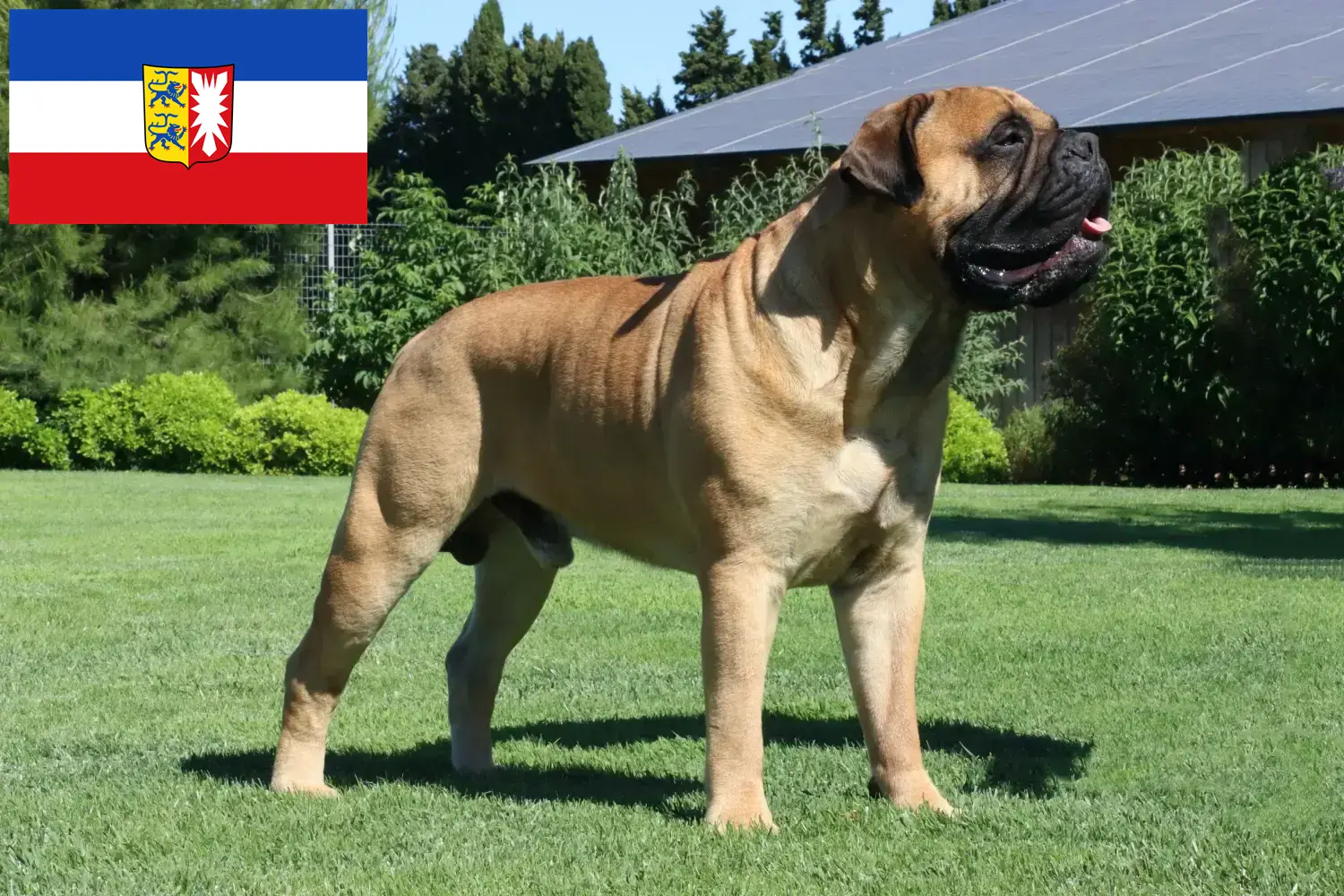 Read more about the article Criadores de Bullmastiff e cachorros em Schleswig-Holstein