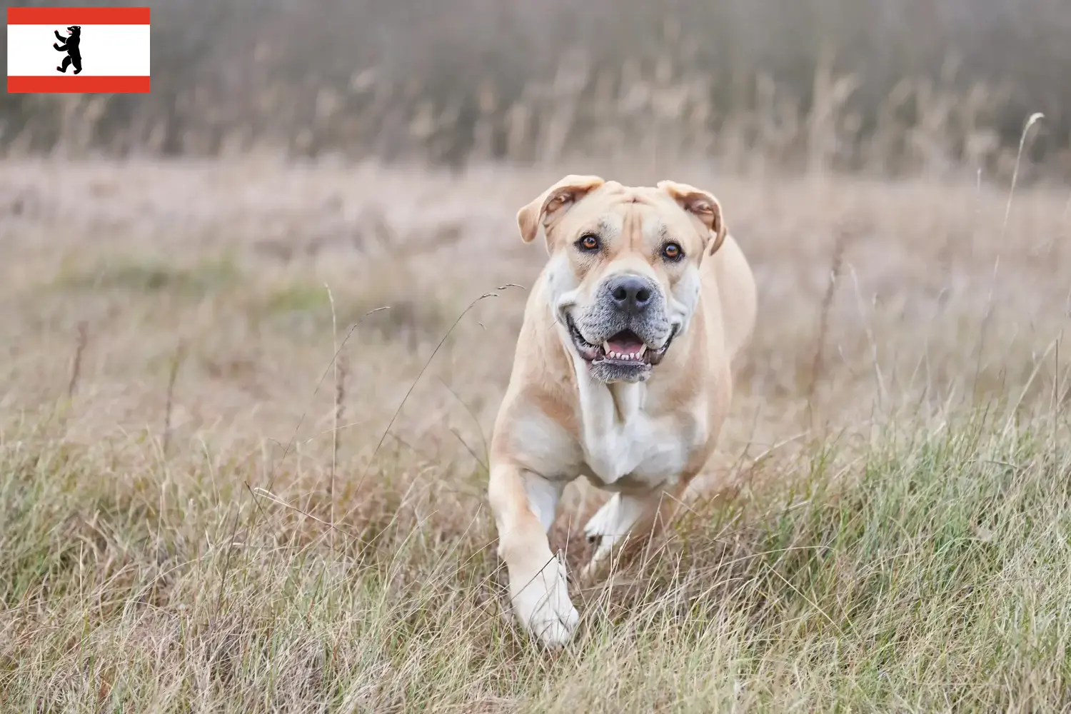 Ca de Bou cachorros e criadores Berlim Aqui pode encontrar criadores de Ca de Bous em Berlim.