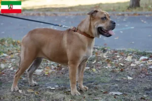 Read more about the article Ca de Bou criadores e cachorros na Renânia do Norte-Vestefália