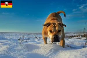 Read more about the article Ca de Bou criadores e cachorros em Sarre