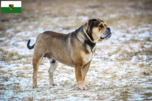 Read more about the article Criadores de Ca de Bou e cachorros em Saxónia