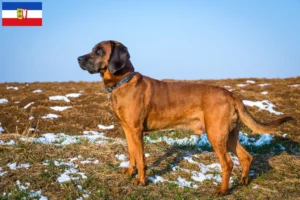 Read more about the article Criadores de Bavarian Mountain Hound e cachorros em Schleswig-Holstein