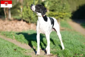 Read more about the article Criadores de Pointer inglês e cachorros em Brandenburg