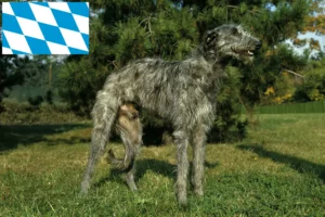 Read more about the article Criadores de cervos e cachorros na Baviera