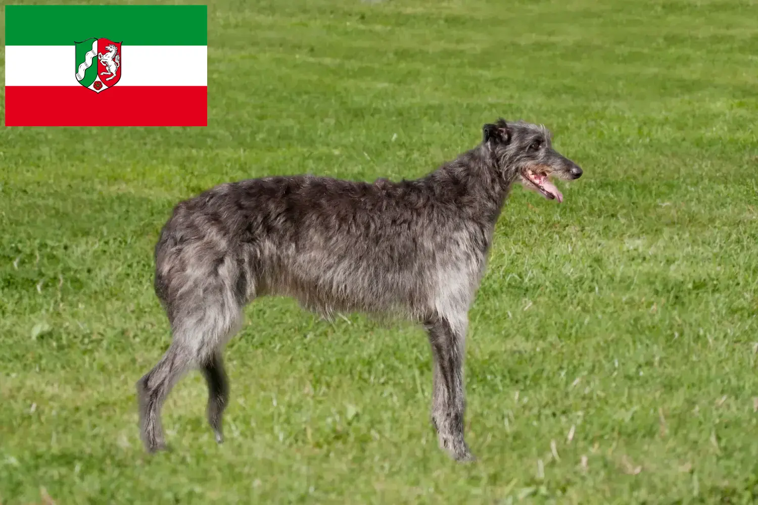 Cachorros de veado e criadores Renânia do Norte-Vestefália Aqui pode encontrar criadores de Deerhounds em North Rhine-Westphalia.