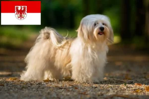 Read more about the article Criadores de Havanese e cachorros em Brandenburg