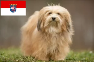Read more about the article Criadores de Havanese e cachorros em Hessen