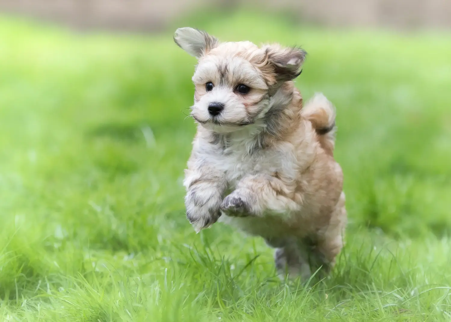 Comprar um cachorro Havanês significa assumir responsabilidades! Comprar cachorros de raça Havanesa.