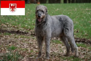 Read more about the article Criadores de Irish Wolfhound e cachorros em Brandenburg