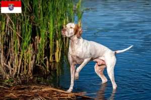 Read more about the article Criadores de Pointer inglês e cachorros em Hessen